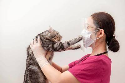 Коронавирус у кошек: лечение, симптомы, опасность для человека