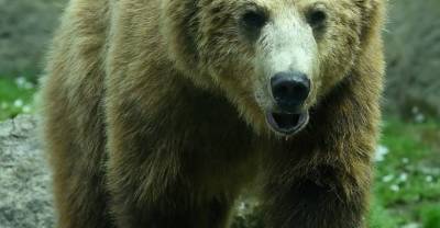 Загрыз подростка-носильщика: Лайф узнал детали нападения медведя-убийцы на туристов
