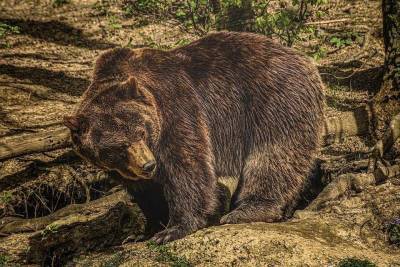 В нацпарке Красноярского края при нападении медведя на туристов погиб ребенок