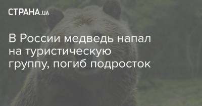 В России медведь напал на туристическую группу, погиб подросток