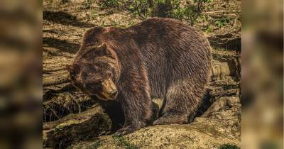 Ведмідь-людожер напав на групу туристів у Росії, є жертви