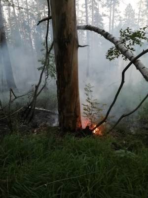 В Челябинской области тушат лесной пожар на границе с национальным парком