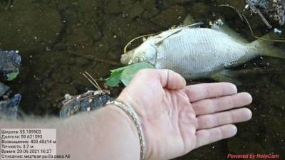 На берегах реки Ай в Златоусте — массовый замор рыбы