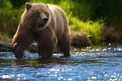 Смертельный отдых в тайге: медведь напал на российских туристов