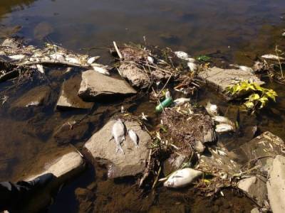 В реке в Челябинской области произошла массовая гибель рыбы
