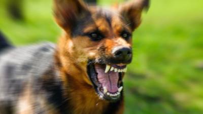 Стая разъяренных бродячих собак напала на детей в Волгограде — шокирующие кадры
