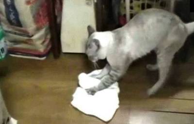Помощник по хозяйству: Сеть покорил кот, который моет пол и забавно ругается на хозяина (видео)