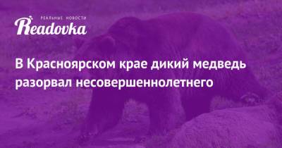 В Красноярском крае дикий медведь разорвал несовершеннолетнего