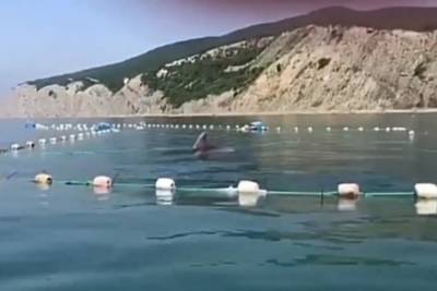 Жители Новороссийска спасли застрявших в сетях дельфинов
