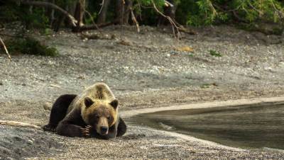 Инспекторы застрелили медведя, убившего подростка в краснодарском парке