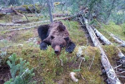Опубликованы фото медведя-людоеда, растерзавшего мальчика в Красноярском крае