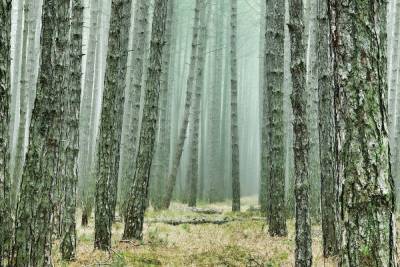 На Брянщине незаконно вырубают лес