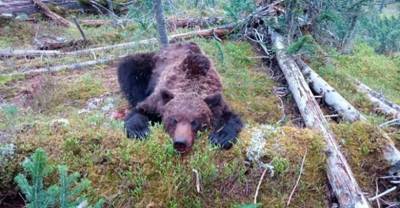 Медведь-людоед после убийства подростка в парке "Ергаки" пытался напасть на инспекторов