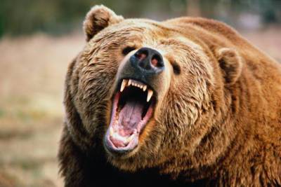 В Красноярском крае медведь напал на группу туристов: есть жертвы