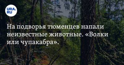 На подворья тюменцев напали неизвестные животные. «Волки или чупакабра». Фото