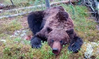 Появились подробности нападения медведя на туристов: зверь убил 16-летнего мальчика