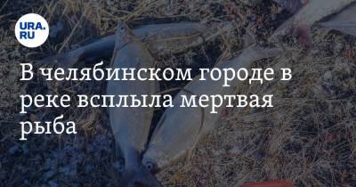 В челябинском городе в реке всплыла мертвая рыба. Фото