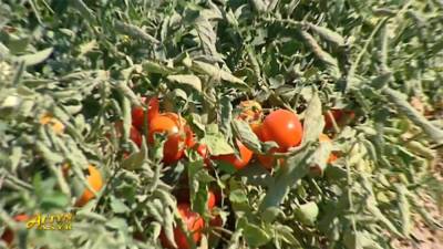 За четыре месяца 2021 года Туркменистан экспортировал в Кыргызстан 55% от общих закупок томатов