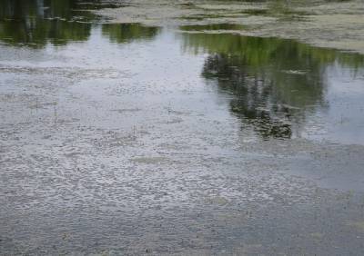 В Сараевском районе в пруду утонул мужчина