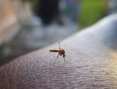 Токсиколог Водовозов предупреждает об опасности неправильного использования средств от комаров