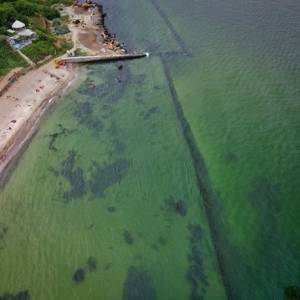 Из-за бактерий в Одессе позеленело море. Фото. Видео