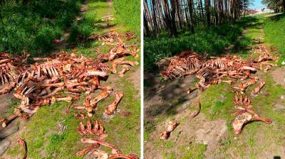 Кладбище из костей нашли в лесополосе воронежского микрорайона