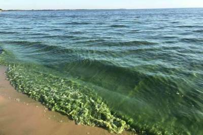 В Одессе Черное море стало зеленым – "цветут" токсичные цианобактерии