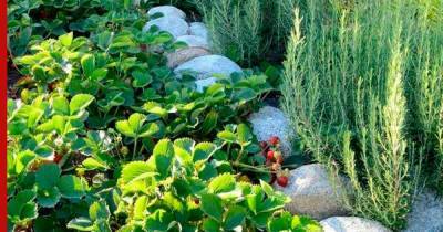 Здоровый огород: друзья и враги клубники среди растений