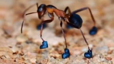 Топот маленьких лапок: мужчина обул муравья и показал результат на видео