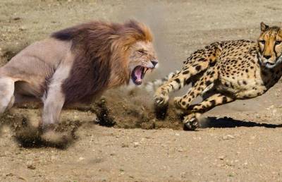 Такого вы еще не видели: нападение льва на своих сородичей попало на камеру