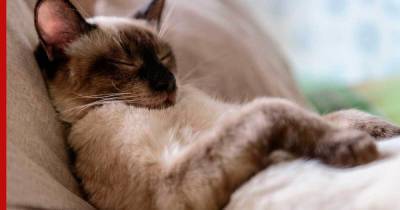 Не слышно и не видно: топ-7 самых спокойных кошек