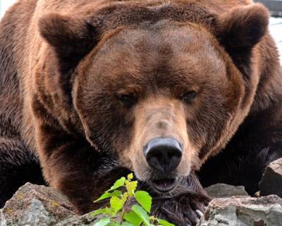 Охотовед назвал способ избежать встречи с медведем