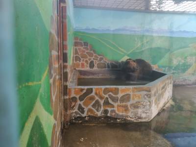 Как в Липецком зоопарке животные спасаются от жары