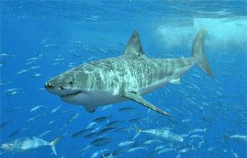 Биологи впервые заметили, как отдыхают акулы