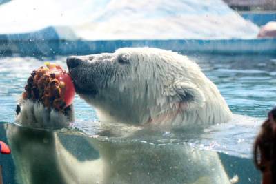 Из-за жары животным в зоопарке Лимпопо начали давать фруктовый лед