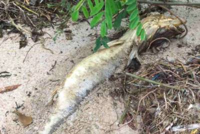 Берег Киевского водохранилища засыпало мертвой рыбой