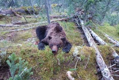 "Он за ними охотился": Директор парка рассказал подробности нападения медведя-убийцы на туристов
