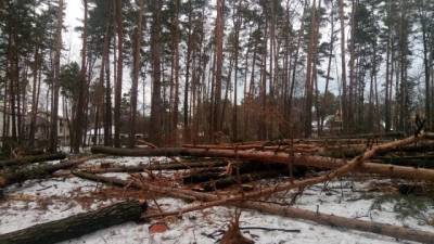 В Украине могут отменить мораторий на экспорт леса-кругляка - hubs.ua