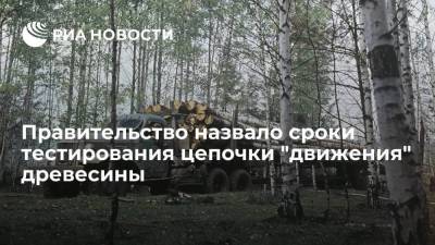 Вице-премьер Абрамченко заявила, что тестирование цепочки "движения" древесины начнется к осени