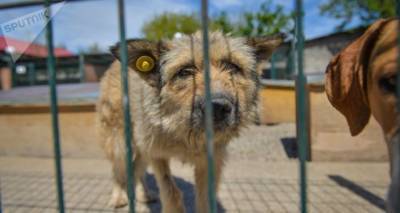 Приют для собак Тамаза Элизбарашвили в Тбилиси закрывается