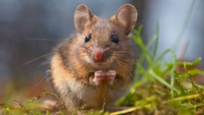 В Австралии из-за нашествия мышей закрыли тюрьму