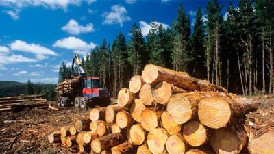 Минэкономики хочет отменить мораторий на экспорт леса-кругляка