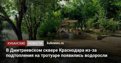 В Дмитриевском сквере Краснодара из-за подтопления на тротуаре появились водоросли