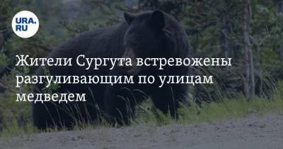 Жители Сургута встревожены разгуливающим по улицам медведем. Видео