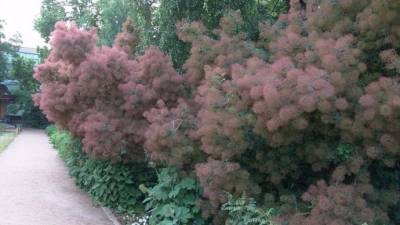 Розовое Дымное дерево расцвело в "Аптекарском огороде"
