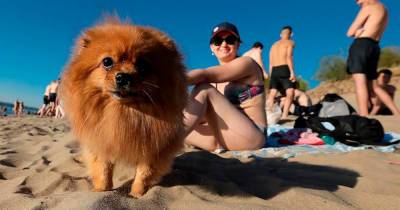 Москвичам дали советы по спасению домашних животных от жары