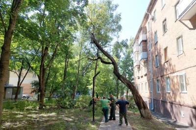 В Белгороде обрезают ветви деревьев, закрывшие дорожные знаки