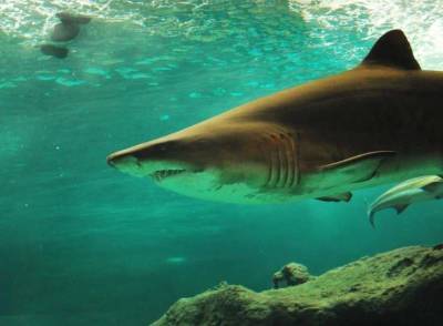 Ученые: Акулы используют океанические течения для отдыха