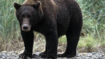 Прокуратура проводит проверку организаторов турпохода после нападения медведя - 5-tv.ru - Красноярск