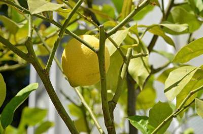 Названы пять способов, как можно воспользоваться лимоном